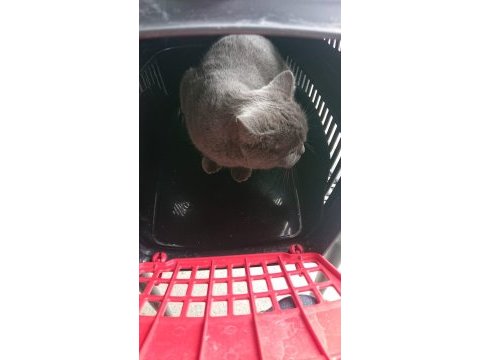 1 yaşında dişi british shorthair