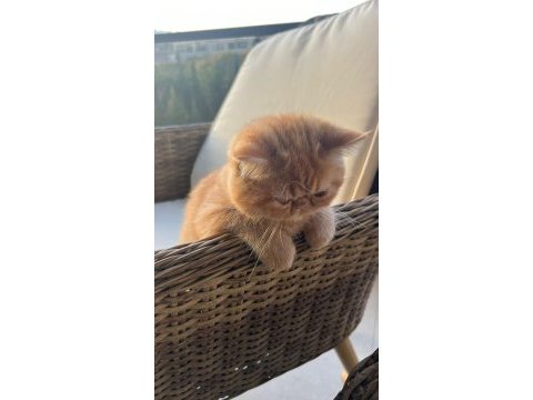 Exotic shorthair kediler