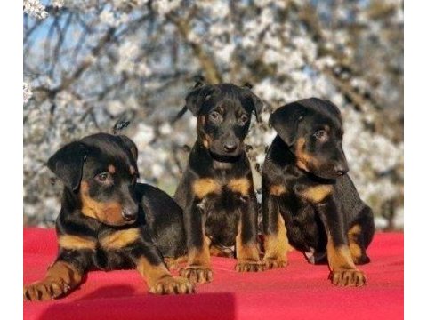 Elit patiler farkıyla doberman yavrular