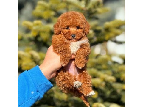 2.5 aylık yavru erkek poodle köpeğimiz