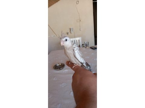 Sevimli sultan papağanı yavrusu