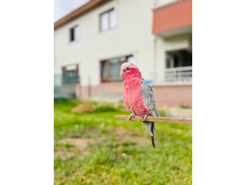 Gül gallah kakadu papağanı