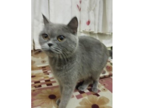 27 aylık uysal dişi british shorthair kedimiz