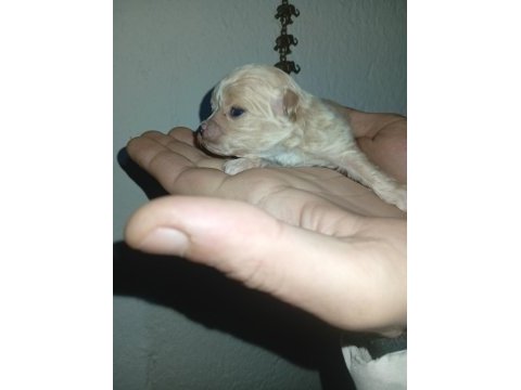 Dişi ve erkek 20 günlük rezerve açık bebiş maltipoo köpekler