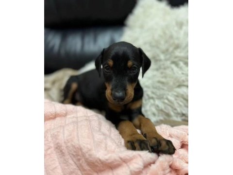Orjinal doberman yavruları