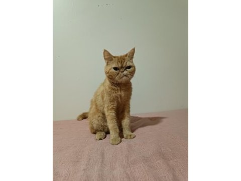 Dişi iran kedisi safkan