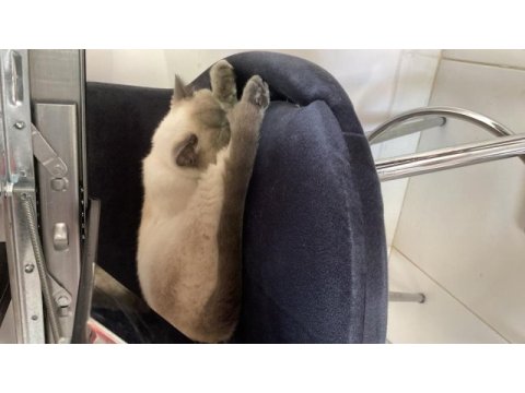 Blue point british shorthair