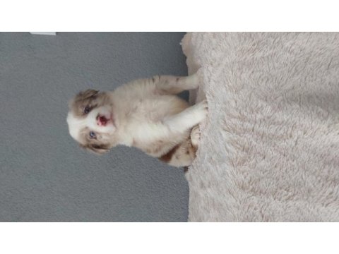 Rengarenk border collie yavrularımız