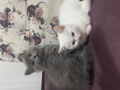 5 tatlı british shorthair yavru