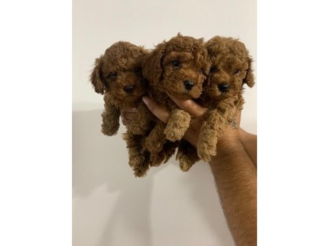 Bebeklerimiz ırk garantili toy poodle