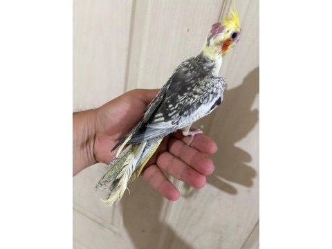 52 günlük renk güzeli pied bebek sultan papağanı
