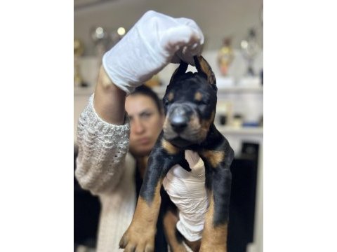 Avrupa doberman yavrular