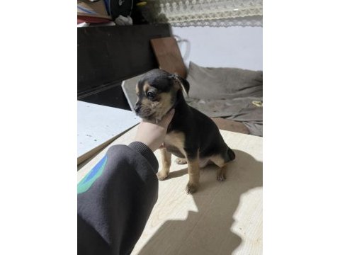 Minyatür pinscher şivava