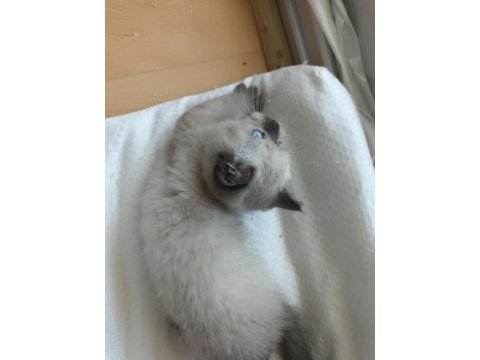 Minik british shorthair patiler