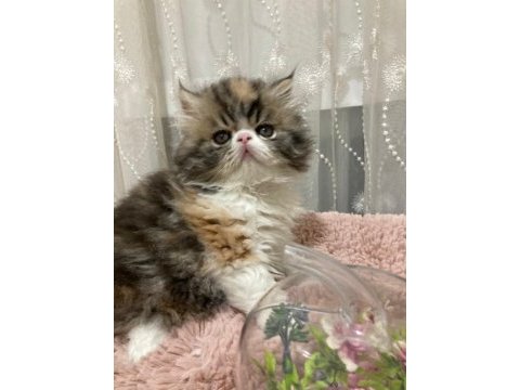 Exotic shorthair kediler