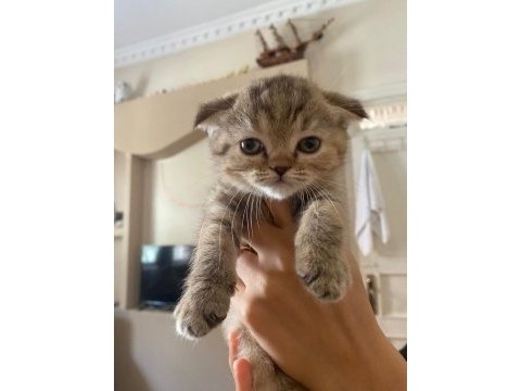 Scottish fold dişi