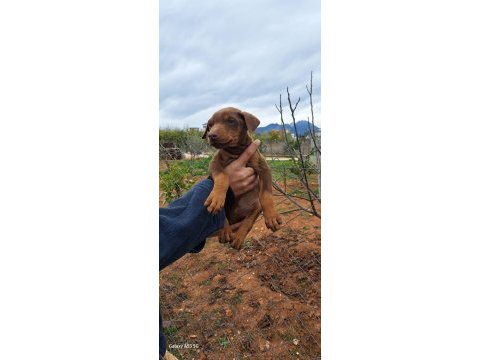 King doberman yavrularimiz