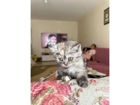 2.5 3 aylık british shorthair chinchilla yavrusu