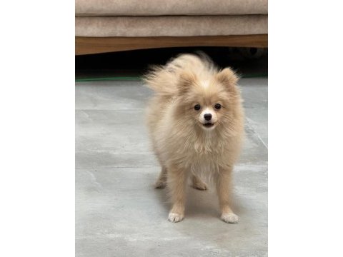 7 aylık pomeranian yavrumuz yuvasını arıyor safkan