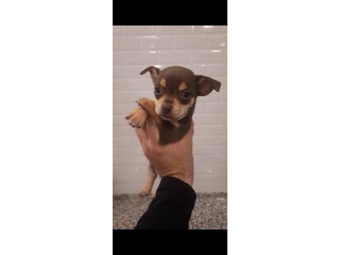 Pinscher yavru köpekler