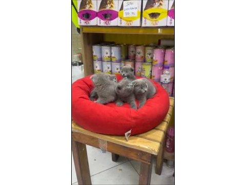 British shorthair yavrular ırk ve sağlık garantili
