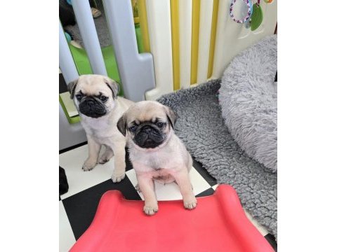 Irk sağlık garantili safkan boncuk gözlü pug mops