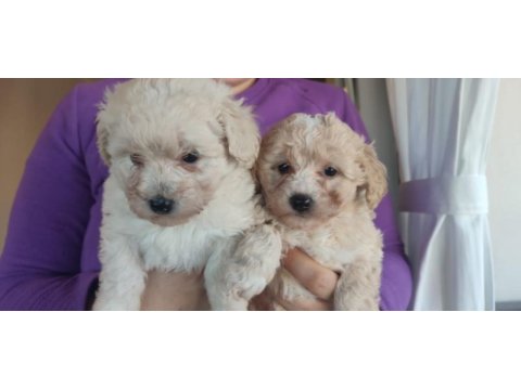 Maltipoo yavrumuz ailesini bekliyor