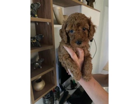 Toy poodle yavrularım orijinal ev üretimi