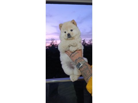 Chow chow bebekler
