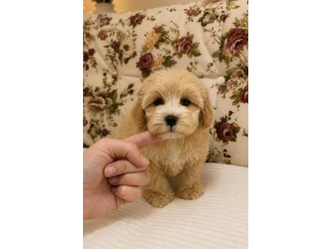 Maltipoo teacup mini boy kızımız