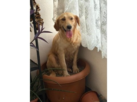 1 yaşında golden retriever kızımıza yuva arıyoruz