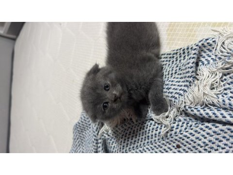 Oyuncul british shorthair arkadaşlar