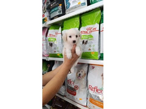 Maltese yavru