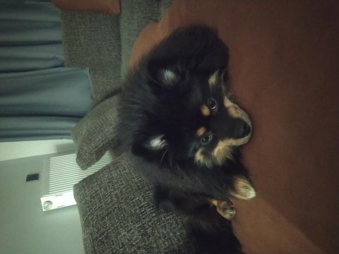İki tane pomeranian boo ilgilenen arasın