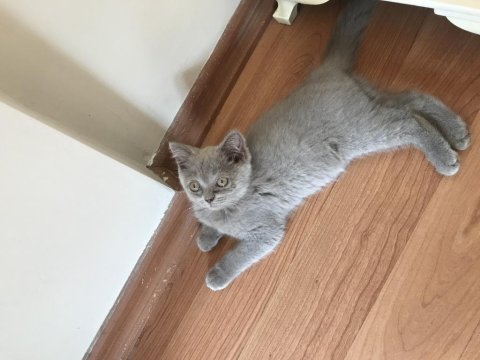 2.5 aylık scottish fold