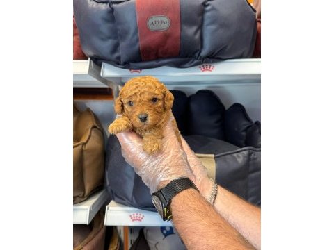 Sağlık ve ırk garantili poodle yavrularımız