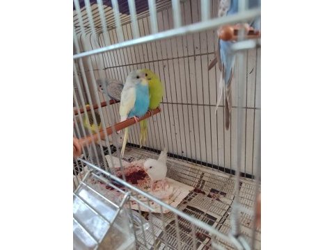 Ev el yetiştirme muhabbet yavru kuşlar