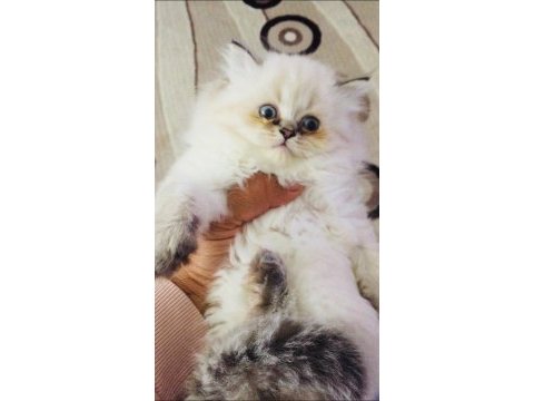 Golden point british longhair süper kalite yavrular