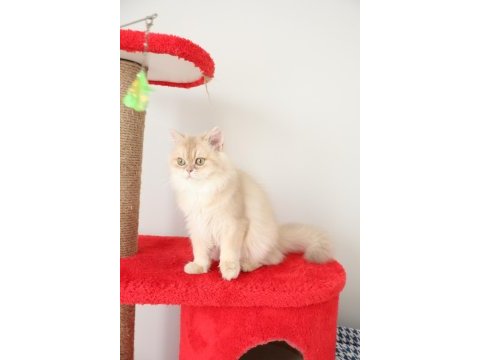 Krem rengi british longhair kızımız