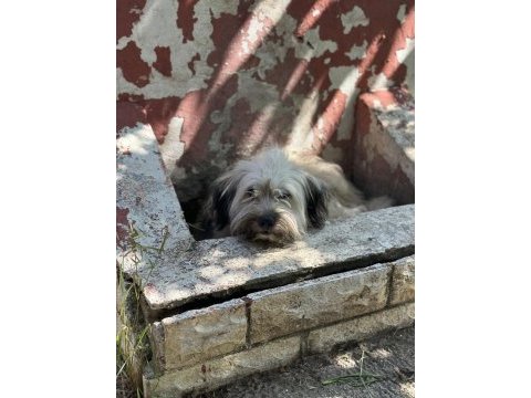2 yaşında terrier bej ücretsiz sahiplendirilecektir