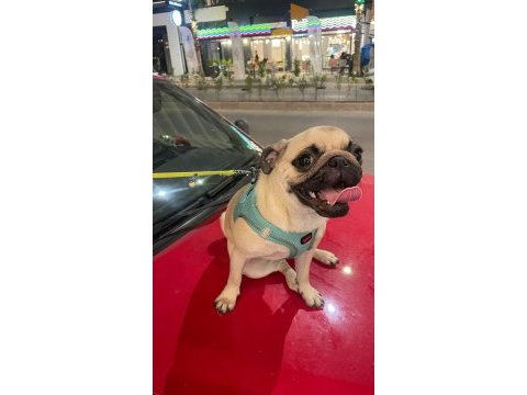 7 aylık dişi pug
