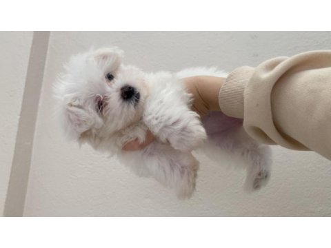 Maltese terrier 0 numara 53 günlük dişi yavru
