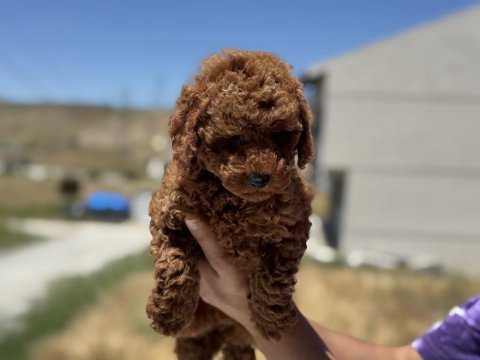 Ruhsatlı çiftlikden ziyarete açık minyatür poodle 