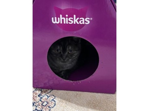 Uslu british shorthair ev kedisi yeni yuvasını arıyor