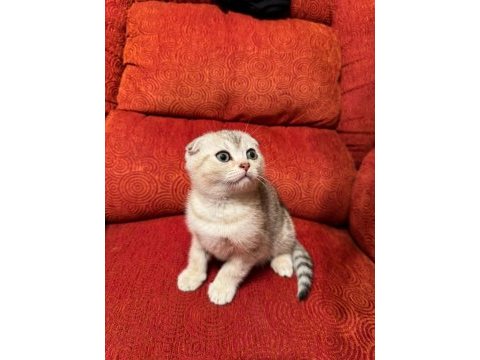 A kalite scottish fold yavrularımız