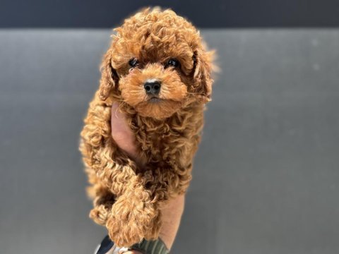 Ankaranın en seçkin toy poodle yavruları
