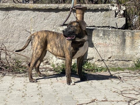 7.5 aylık dev kan hattı dişi presa canario