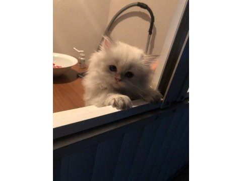 Irk garantili british longhair kedisi