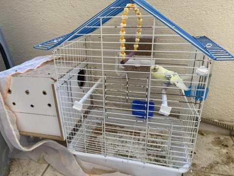 Bir çift muhabbet kuşu ve kafesi