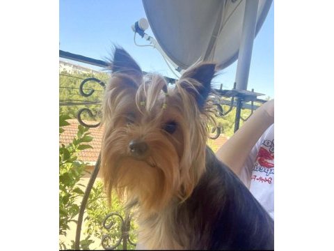 Teacup yorkshire terrier